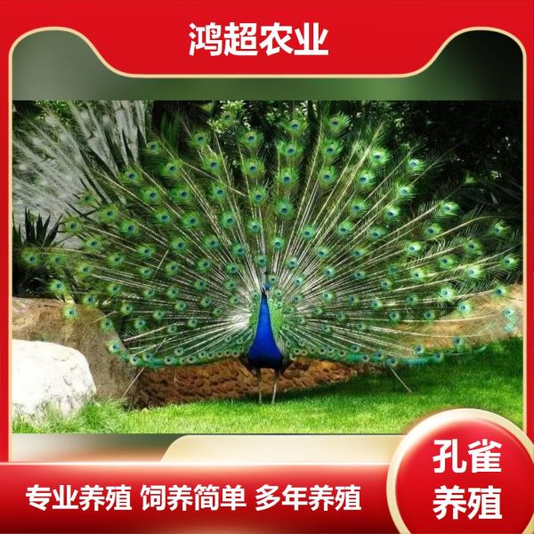 第848集:临汾市孔雀苗价格画图。青年孔雀采食量、呼吸量和排粪量都相对增加,又逐渐进入秋冬季节,为了保温将逐步采用密闭式管理,易引起空气污浊和湿度超标。因此,必须保持笼舍内有清新的空气和干燥的环境。育成期的饲料以纯合颗粒料为主,青饲为辅,不宜饲喂过多,每天至少饲喂两次。成年孔雀一般指2年以上产蛋期或休产期的蓝孔雀。种孔雀舍每栏公母配比为1∶3至1∶5,每组孔雀占用栏15平方米,栏舍面积为5米×10米,室内外各半,网高5米。网孔为1.5厘米×2.5厘米,运动场上应种植遮阳植物。定时定量饲喂,保持安静,注意清洁。总的来说,孔雀在不同的生长阶段,其饲养的着重点都是不同的,并且还应注重孔雀的发情期和孵化期的管理才行。做好正确的饲养工作,才能确保养好孔雀,提高养殖效益。 #湖北哪里买孔雀苗