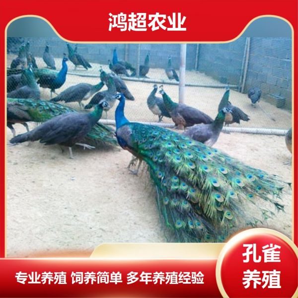 第850集：呼伦贝尔市孔雀苗出售电话。孔雀孵卵由雌鸟承担，经28-30日才孵出雏鸟，雏鸟有隐蔽于雌鸟尾下的习性。生长缓慢，第一年的幼鸟与雌鸟略同，而雄性幼鸟的颈部则色彩较鲜艳。第二年的幼鸟与同性别的成鸟相似，但雄的不具尾屏，脸上裸露部呈蓝色和黄色，第三年才被有成年的羽衣，此时雄性幼鸟具有完全成长的尾屏。蓝孔雀分布范围广，人工养殖技术成熟，（分布区域或波动范围小于20000平方公里，栖息地质量，种群规模，分布区域碎片化），种群数量趋势稳定，因此被评价为无生存危机的物种。孔雀作为观赏鸟类，是世界上许多动物园的主要展出动物，在旧大陆早已声名远播。 [15]孔雀是自然界中美丽的鸟之一，它是善良、美丽和华贵的象征，被人们视为吉祥之鸟。 #孔雀苗哪家优惠 #2013孔雀苗价格 #孔雀蓝山鸡苗 #孔雀苗批发360 #柳州孔雀苗