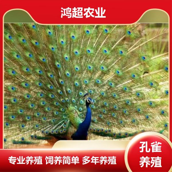 第852集:阿坝州人工饲养孔雀苗价格。孔雀尾屏主要由尾部上方的覆羽构成,这些覆羽极长,羽尖具虹彩光泽的眼圈,周围绕以蓝色及青铜色。求偶表演时,雄孔雀将尾屏下的尾部竖起。从而将尾屏竖起及向前,求偶表演达到高潮时,尾羽颤动,闪烁发光,并发出嘎嘎响声。飞翔能力不是很好,因为它有点沉重,翅膀也没那么强劲。 #恩施孔雀苗批发 #批发孔雀苗价格 #哪里卖孔雀苗 #4个月的孔雀苗图片 #孔雀苗怎么喂养