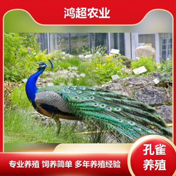 第853集:锡林郭勒盟孔雀苗养殖基地。孔雀雌鸟无尾屏,羽色暗褐而多杂斑。人工养殖的白化品种称白孔雀,全身雪白。刚果孔雀属1种,体长70厘米,雄性体黑色,头顶具白色簇羽,雌性绿色和棕色。雄鸟具直立的枕冠,羽色华丽,尾上覆羽特别延长,远超过尾羽。具20枚尾羽,形长而稍呈凸尾状;尾下覆羽为绒羽状;两翅稍圆,第1枚初级飞羽较第10枚短,第5 枚稍微长;跗蹠长而强,远较中趾连爪为长,雄者具距。 #孔雀苗多少钱一个 #蓝孔雀苗养殖 #花孔雀苗图片 #那有卖孔雀苗的 #绿孔雀苗批发