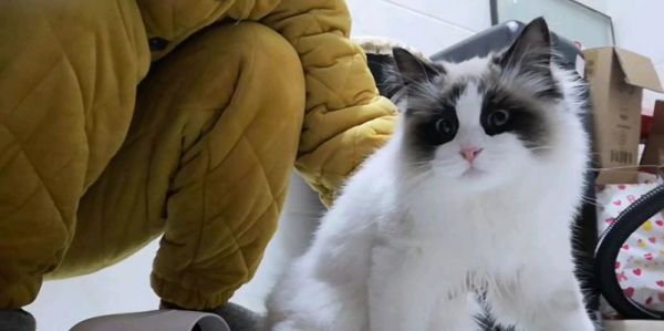 3个月大的布偶猫调皮怎么办？如何教育猫咪？