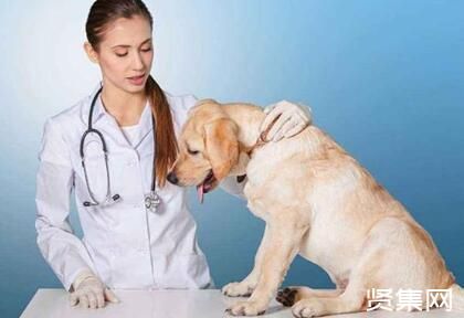 宠物“云诊断”照搬在线医疗模式，在线宠物医疗未来会是新蓝海吗