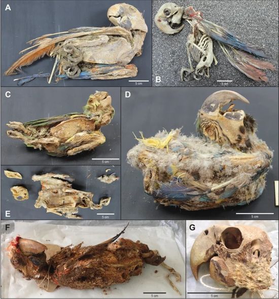 鹦鹉木乃伊|Caprilesetal。,PNAS,2021