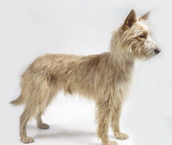 葡萄牙波登可犬
