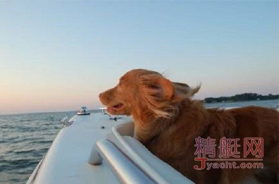 猫会晕船，狗要防晒，盘点宠物在游艇上的注意事项