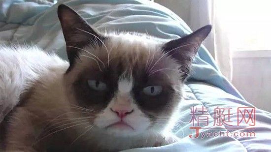 猫会晕船，狗要防晒，盘点宠物在游艇上的注意事项