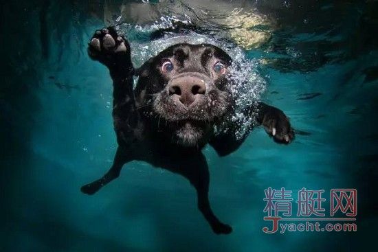 猫会晕船，狗要防晒，盘点宠物在游艇上的注意事项