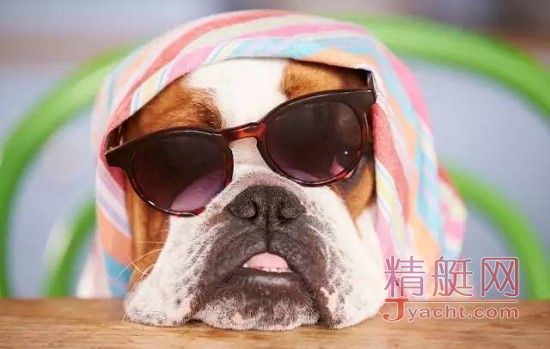 猫会晕船，狗要防晒，盘点宠物在游艇上的注意事项