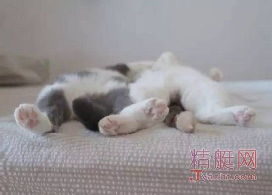 猫会晕船，狗要防晒，盘点宠物在游艇上的注意事项