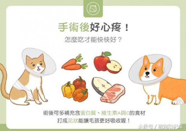 养宠必知：狗狗和猫咪手术后好心疼！怎么吃才能快快好？