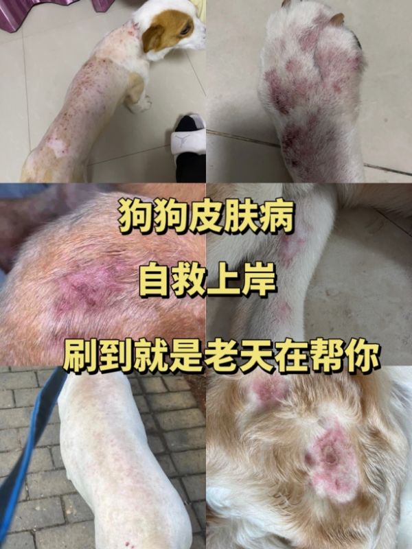 我家狗狗皮肤敏感，试用了这款狗粮后，皮屑和红疹明显减少，毛发也更亮了！推荐给有皮肤问题的狗狗们。