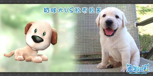 奶球犬VS拉布拉多