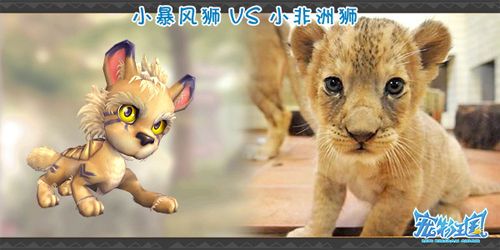 小暴风狮VS小非洲狮
