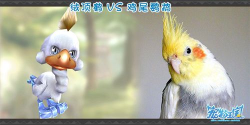 绒顶鹤VS鸡尾鹦鹉