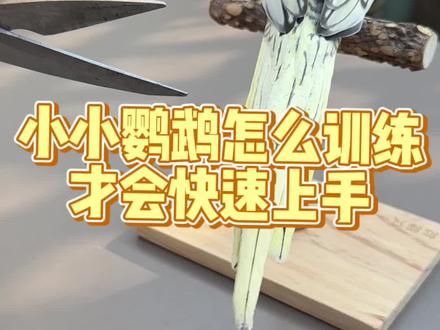 小小鹦鹉怎么训练才会快速上手 #鹦鹉鹦鹉萌萌哒逗鹦鹉 #鹦鹉小白 #萌宠出道计划 #新手养宠 #手养鹦鹉