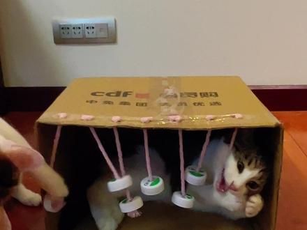 猫咪在家无聊怎么办？#萌宠好物 #自制猫玩具
