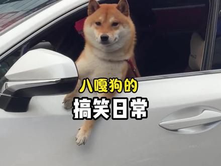 柴桑，故乡的樱花开了~#柴犬 #萌宠出道计划 #养狗的乐趣 #柴柴日常 #狗子的迷惑行为