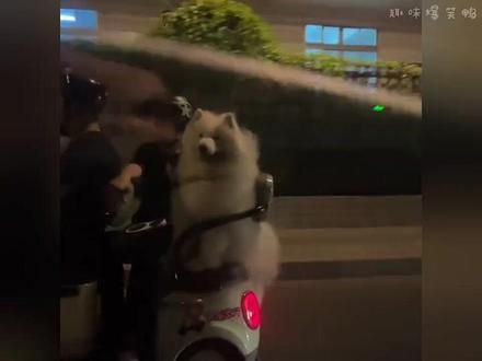 狗狗的治愈瞬间#狗狗 #被小狗治愈的一万个瞬间 ##狗狗治愈系