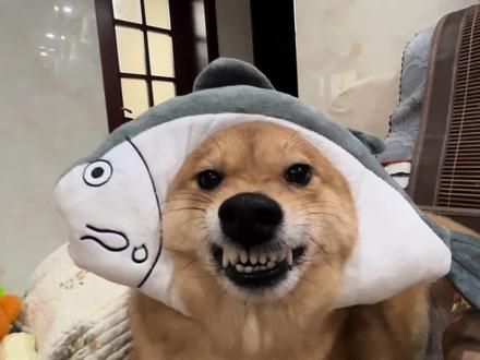 今天你摸鱼了吗？#柴犬 #猛兽 #恶犬
