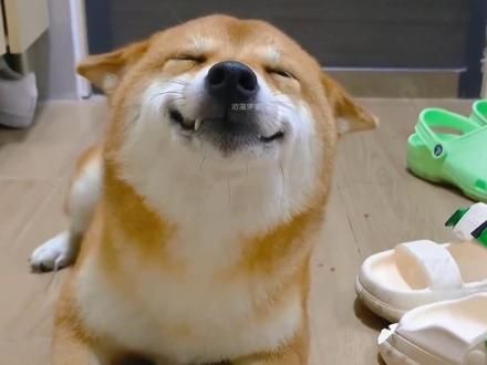 #看一遍笑一遍 #狗是人类最忠诚的朋友 #不养狗不知道养狗的乐趣 #狗子成精了 #原谅我不厚道的笑了