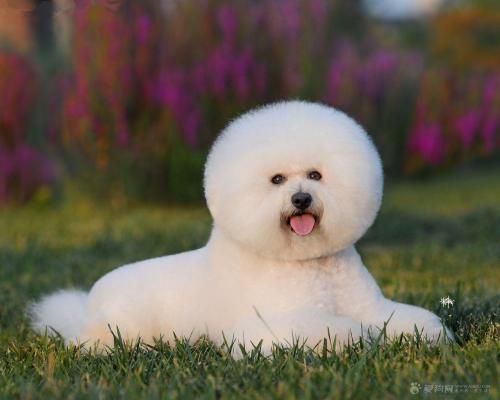 比熊犬