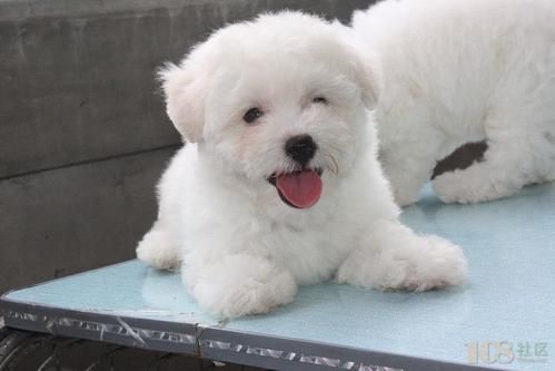 比熊犬