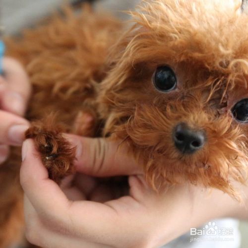 给狗狗洗澡洗的太勤会影响狗狗的健康吗？