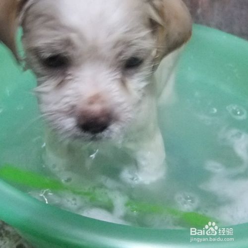 给狗狗洗澡洗的太勤会影响狗狗的健康吗？