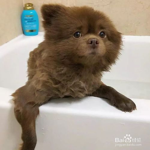 给狗狗洗澡洗的太勤会影响狗狗的健康吗？