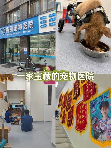 我家3只猫1只狗，找到家性价比很高的医院