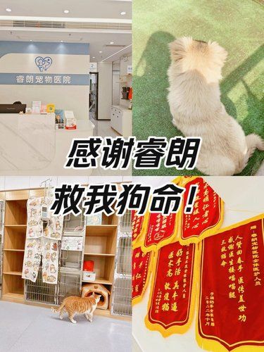 感谢睿朗宠物医院救我狗命❗