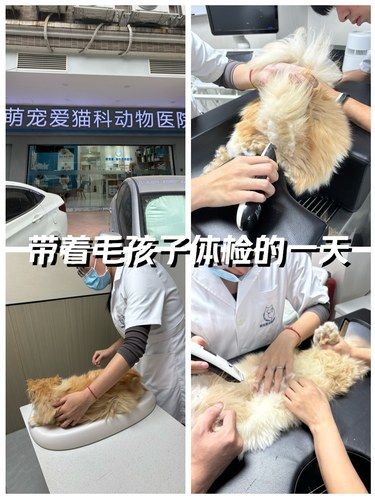 猫咪体检的一天[点赞]
