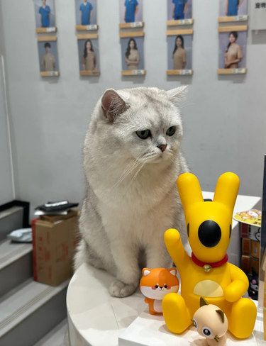 小毛孩的专属医院