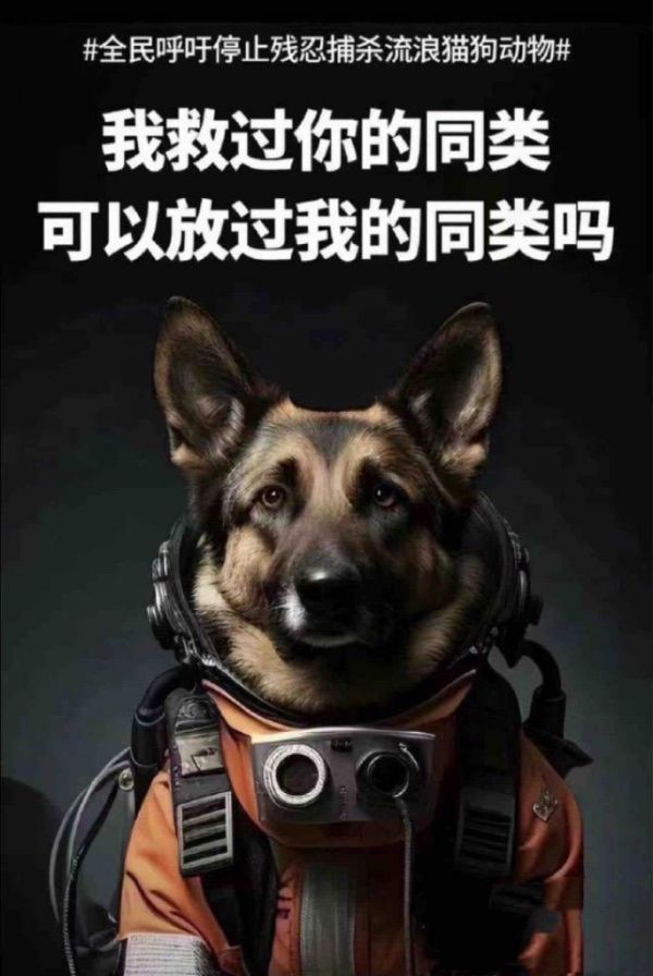 强烈呼吁出台法规严惩不文明养宠人！推动进步、保护人类不受伤害并不等于残忍灭杀流浪猫狗整个种族！#流浪动物救助 #流浪狗善待流浪狗 #文明养宠