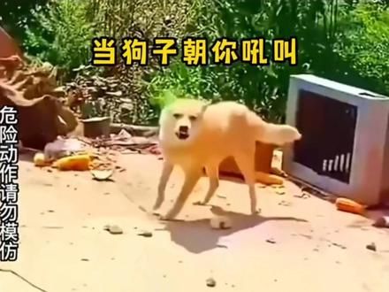 狗子秒怂瞬间 还是喜欢你桀骜不驯的样子#狗狗的心思都写在脸上了 #狗子成精了 #搞笑视频 #萌宠搞笑