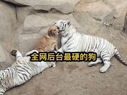 原来虎落平阳被犬骑是这个意思 全网后台最硬的狗，连老虎也只是它的舔虎#金毛 #老虎 #狗 #动物园 #离谱