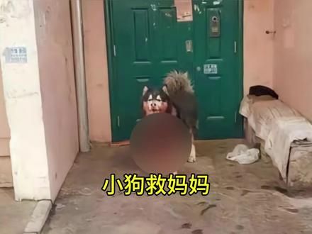 #青丝 #时光胶囊 女主人是他唯一的妈妈呀，怎么能不拼命保护#狗狗 #忠诚狗狗