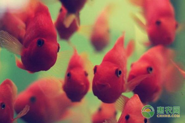金刚鹦鹉鱼怎么养？-图片版权归惠农网所有