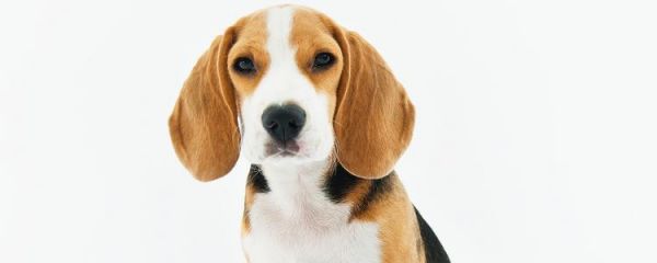 狗狗皮肤病可以艾叶洗澡吗 狗狗皮肤病能用艾叶洗澡吗