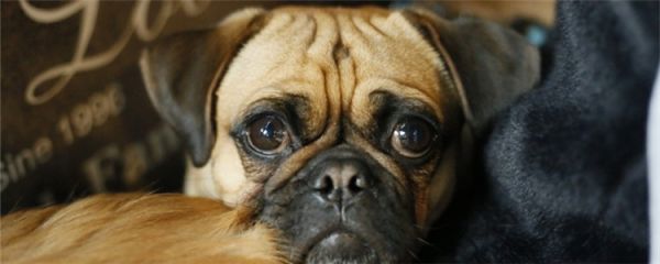 狗狗能吃巧克力吗为什么 千万不要随便给狗狗吃巧克力
