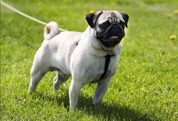 巴哥犬
