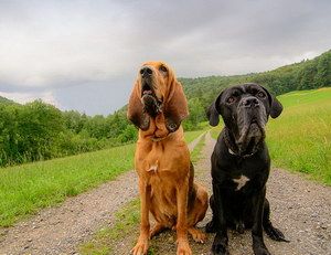 寻血猎犬怎么驱虫 寻血猎犬驱虫方法