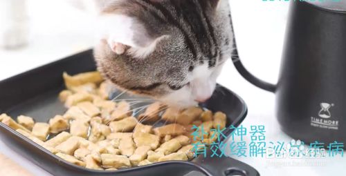 怎么喂猫狗吃冻干生骨肉