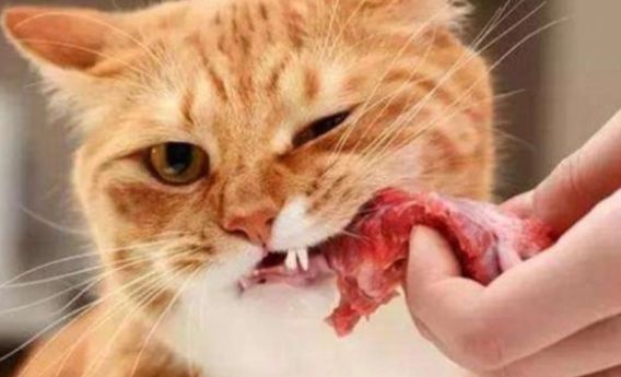用生骨肉喂养猫咪有哪些优缺点？不妨来看看吧