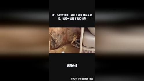 这只与斑纹辣条打架的是辣条的克星狐獴，狐獴一点都不害怕辣条