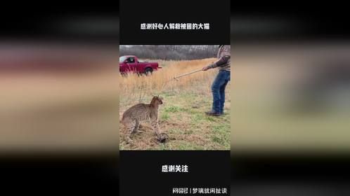 感谢好心人解救被困的大猫