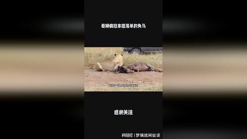 母狮疯狂拿捏落单的角马