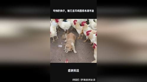 可怜的狗子，被几百只鸡围得水泄不通