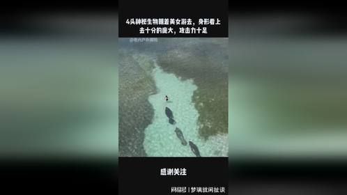 4头神秘生物朝着美女游去，身形看上去十分的庞大，攻击力十足