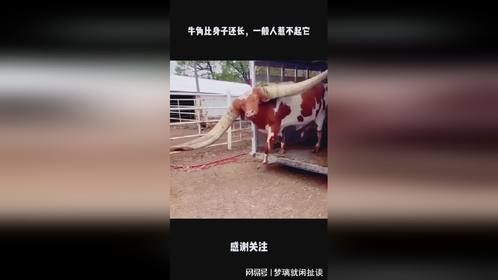 牛角比身子还长，一般人惹不起它